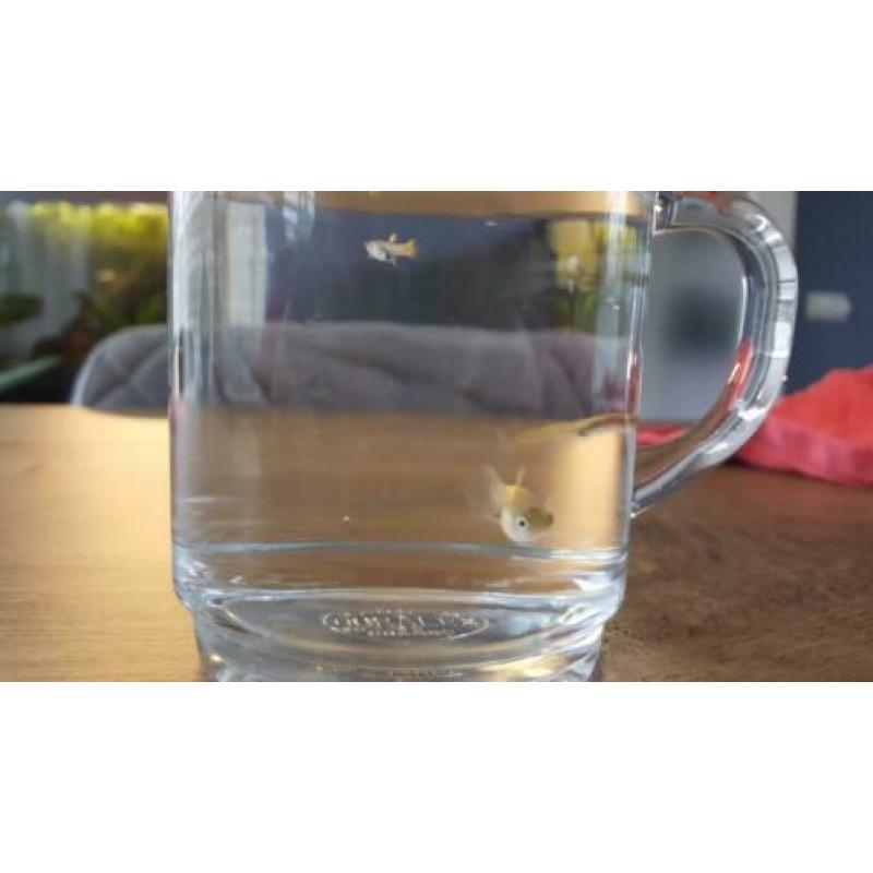 4 gratis jonge guppy's