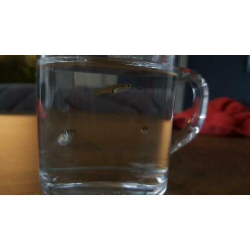 4 gratis jonge guppy's
