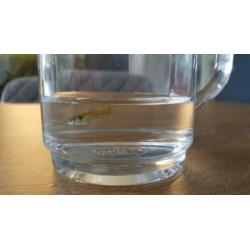 4 gratis jonge guppy's