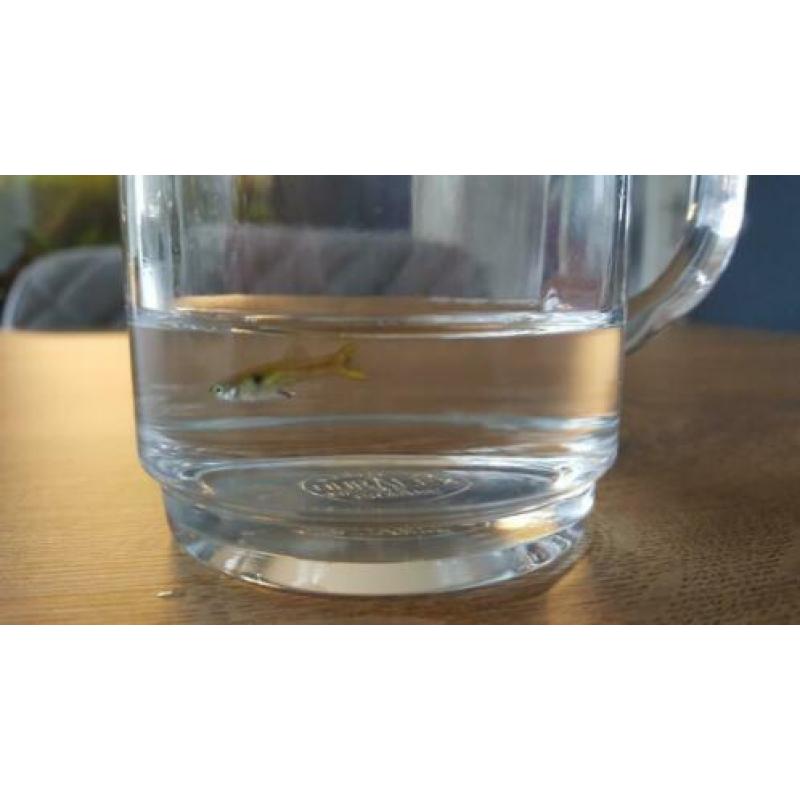 4 gratis jonge guppy's