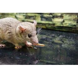 Hele Tamme Kortstaartopossum Vrouw