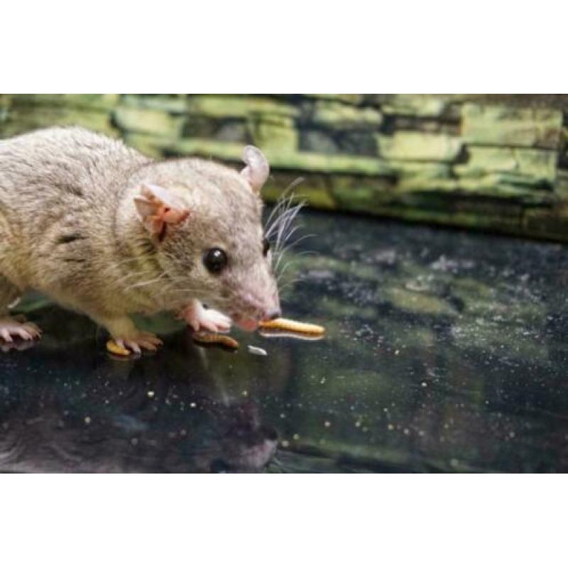 Hele Tamme Kortstaartopossum Vrouw