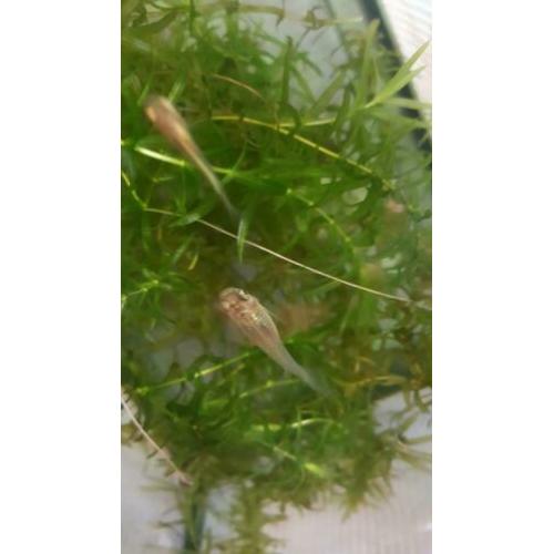 4 gratis jonge guppy's
