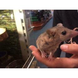 Hele Tamme Kortstaartopossum Vrouw