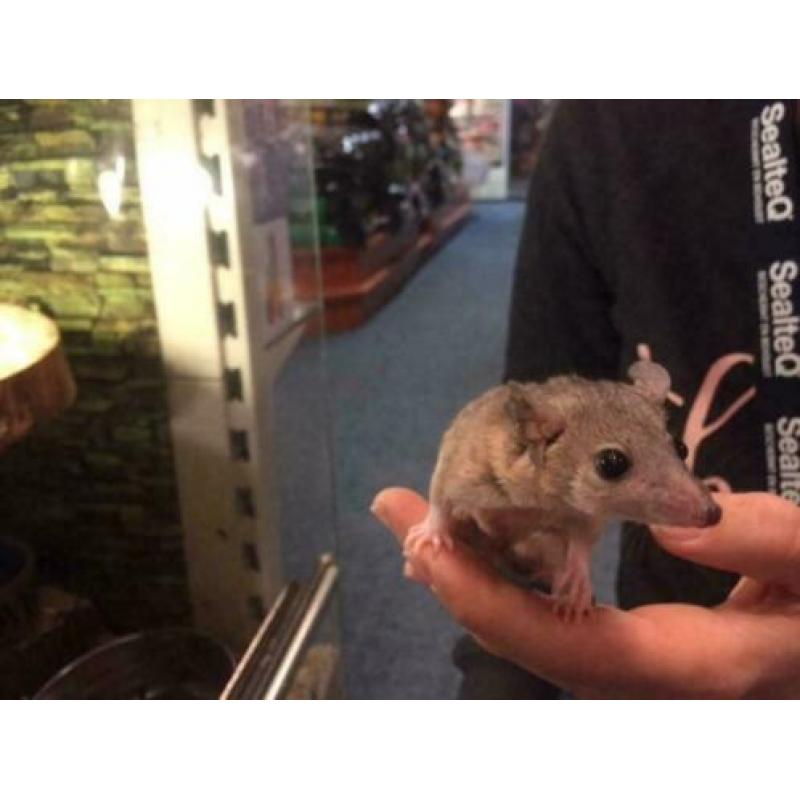 Hele Tamme Kortstaartopossum Vrouw