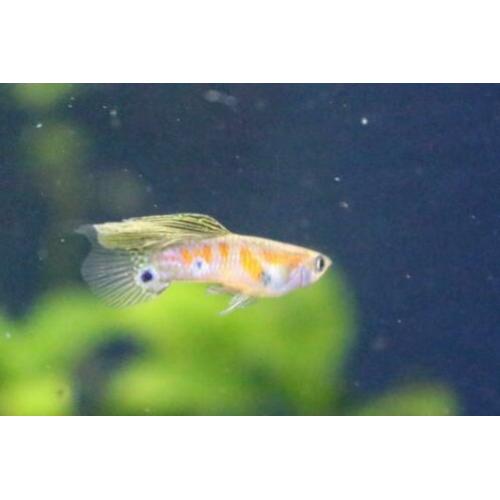 Ginga rubra endler guppen