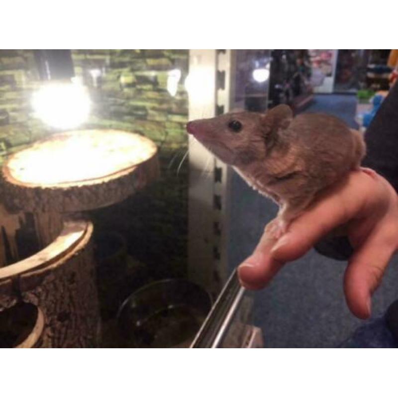Hele Tamme Kortstaartopossum Vrouw
