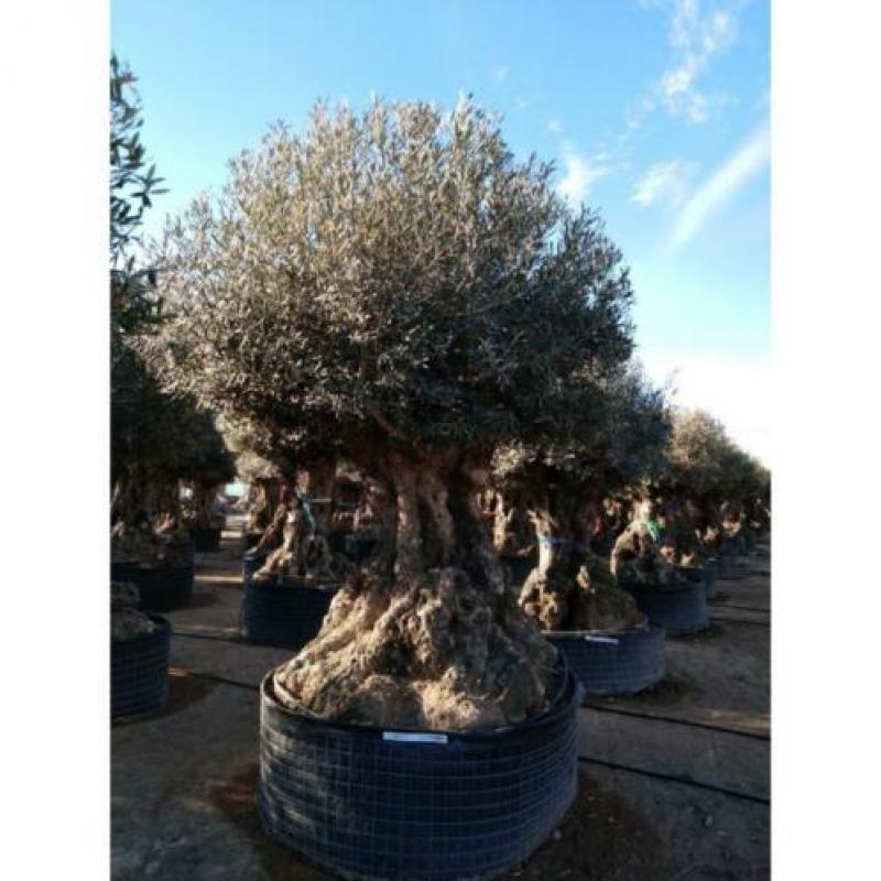 Olea Europea - Olijfboom - Alle Soorten 390-470cm art34567