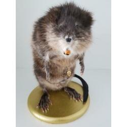 Muskusrat opgezet taxidermie taxidermy