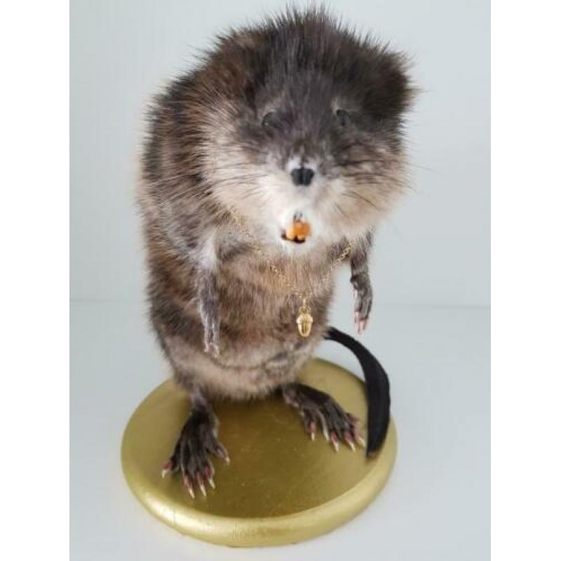 Muskusrat opgezet taxidermie taxidermy