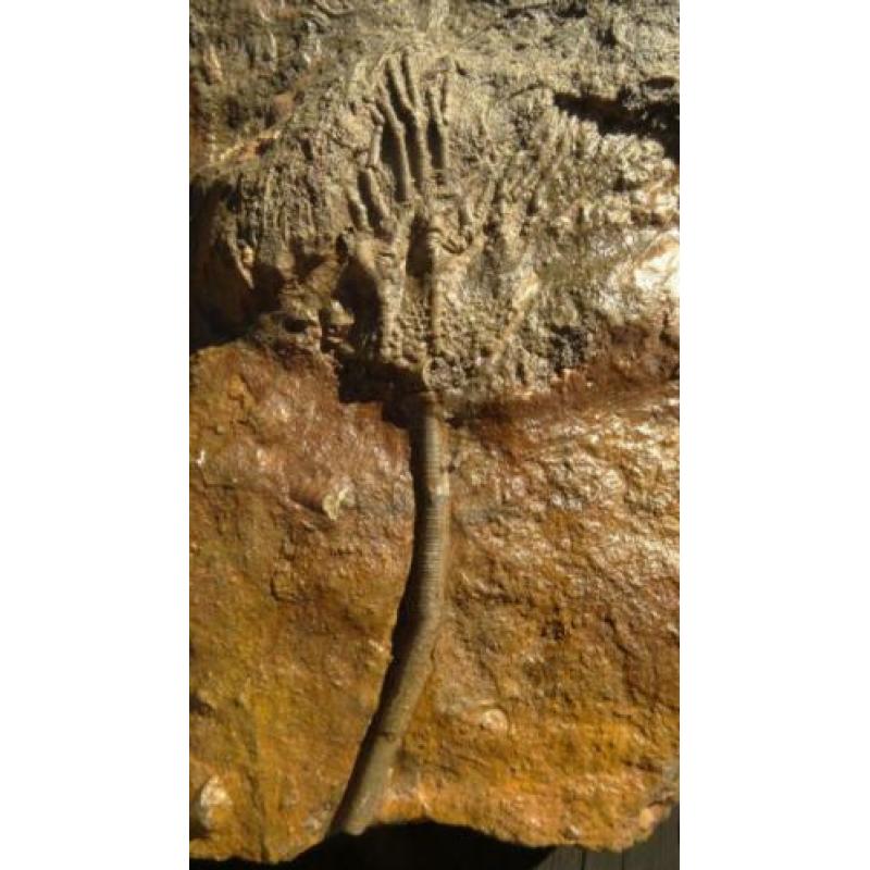 Crinoidea zeeleliekelk fossielen zeelelie fossiel kelk