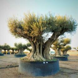 Olea Europea - Olijfboom - Alle Soorten 390-470cm art34567