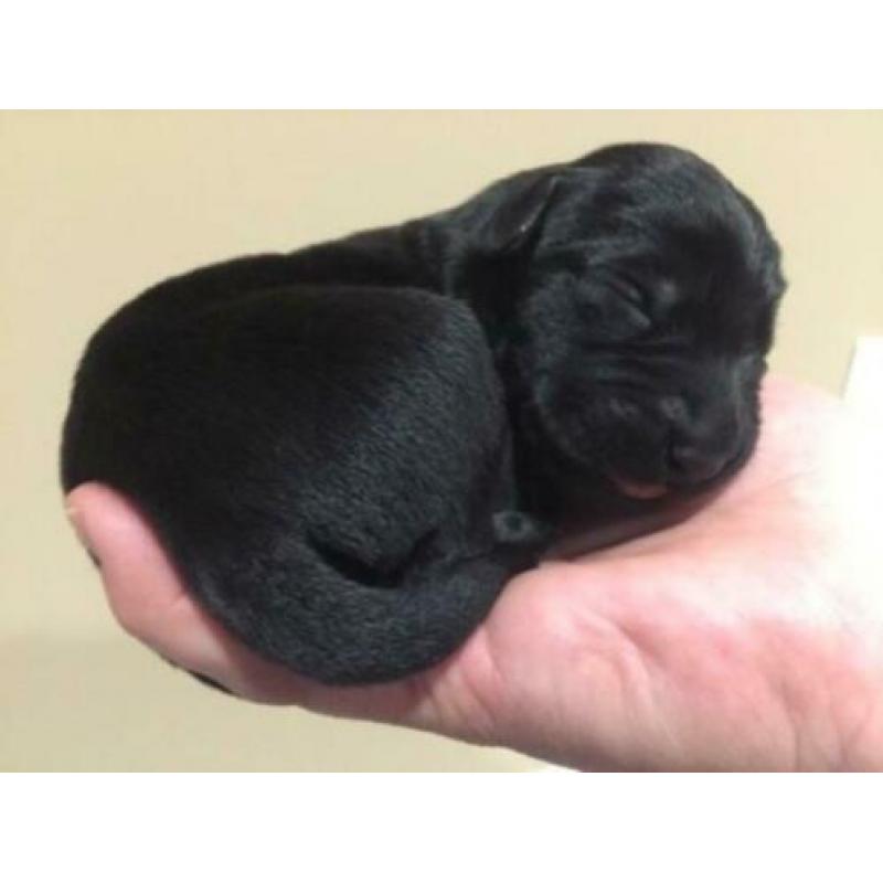 Puppy kopen?
