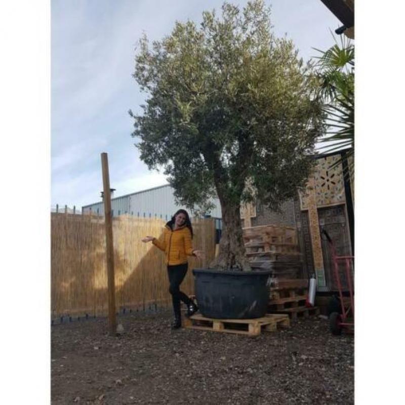 Olea Europea - Olijfboom - Alle Soorten 390-470cm art34567