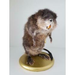 Muskusrat opgezet taxidermie taxidermy