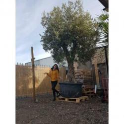 Olea Europea - Olijfboom - Alle Soorten 390-470cm art34567