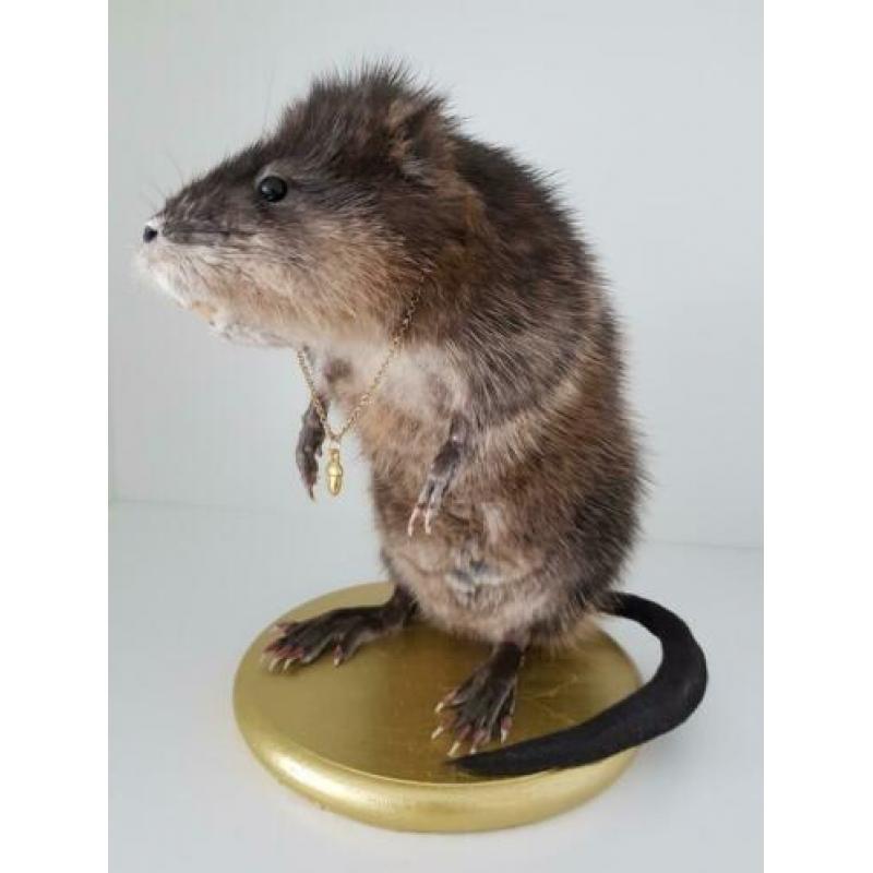 Muskusrat opgezet taxidermie taxidermy