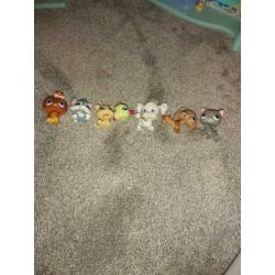 Grootste hui pet shop