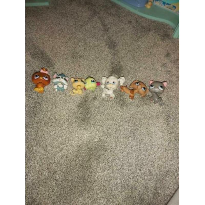Grootste hui pet shop