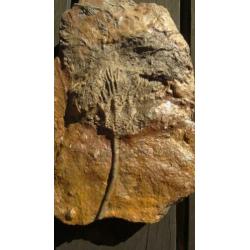 Crinoidea zeeleliekelk fossielen zeelelie fossiel kelk
