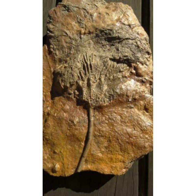 Crinoidea zeeleliekelk fossielen zeelelie fossiel kelk