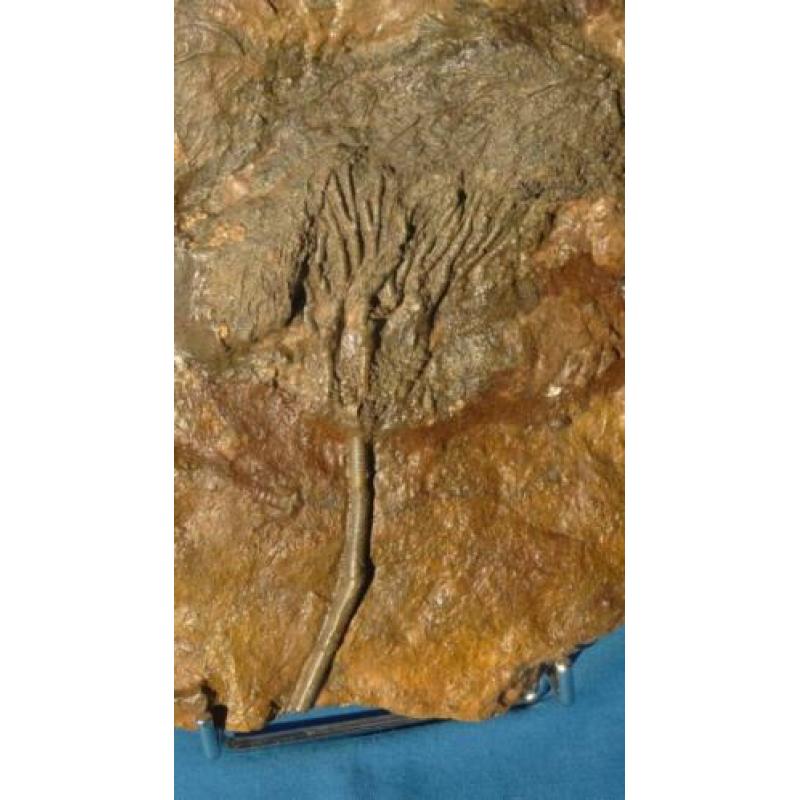 Crinoidea zeeleliekelk fossielen zeelelie fossiel kelk