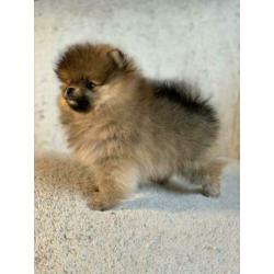 Pomeranian / Pomeriaan / dwergkees teefje met FCI