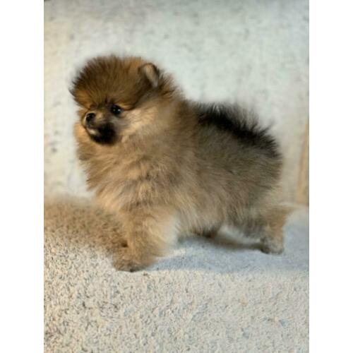 Pomeranian / Pomeriaan / dwergkees teefje met FCI