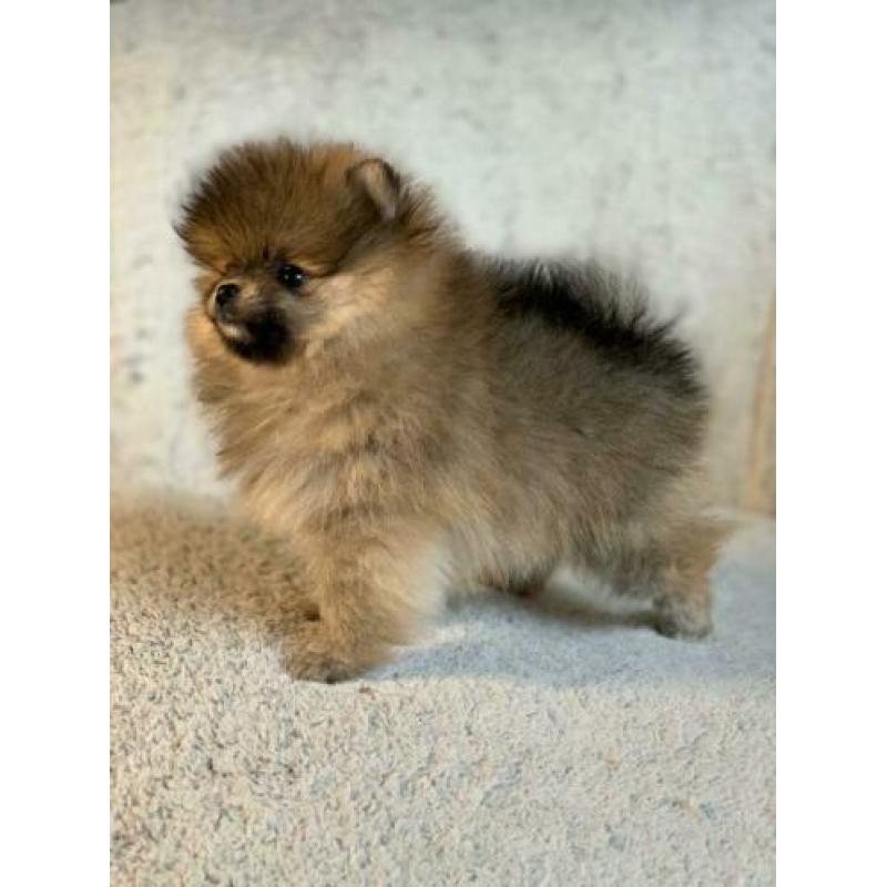 Pomeranian / Pomeriaan / dwergkees teefje met FCI
