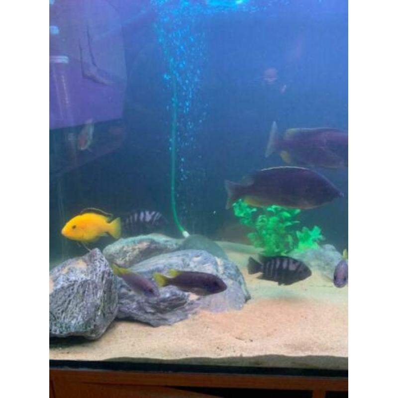 Aquarium 1 meter
