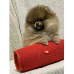 Pomeranian / Pomeriaan / dwergkees teefje met FCI