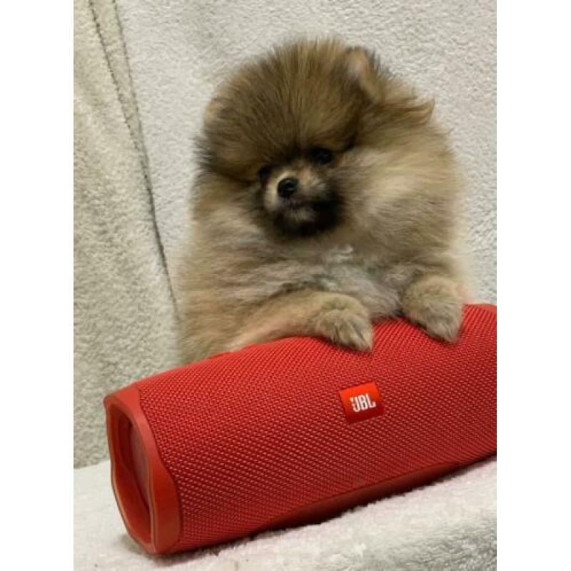 Pomeranian / Pomeriaan / dwergkees teefje met FCI