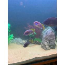 Aquarium 1 meter