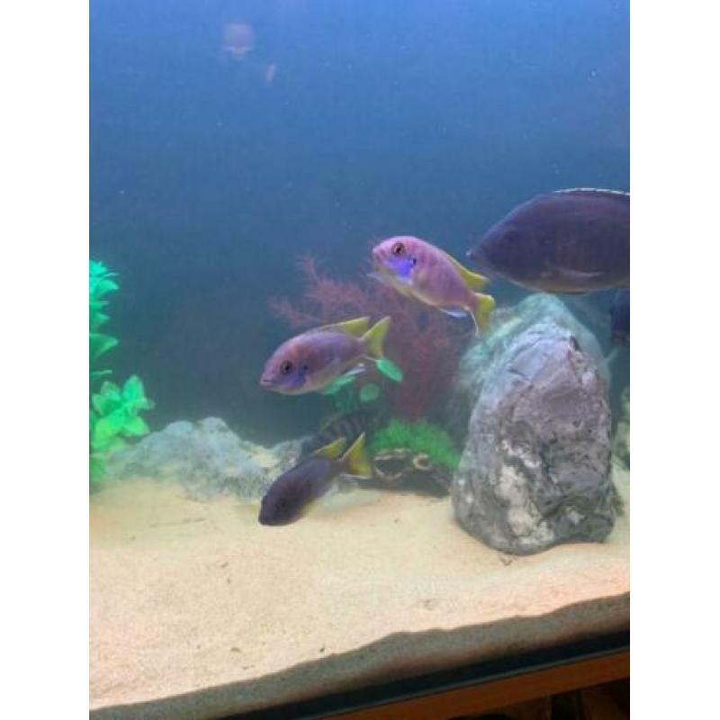 Aquarium 1 meter