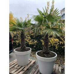 2x palmboom winterhard