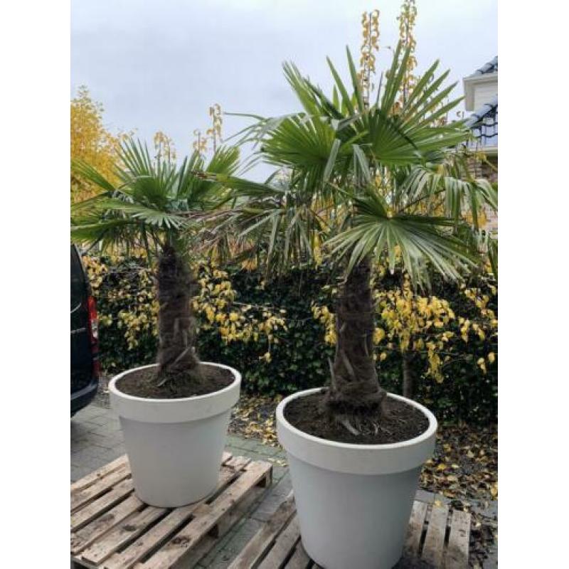 2x palmboom winterhard