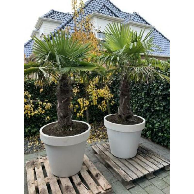 2x palmboom winterhard