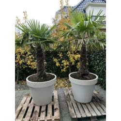 2x palmboom winterhard