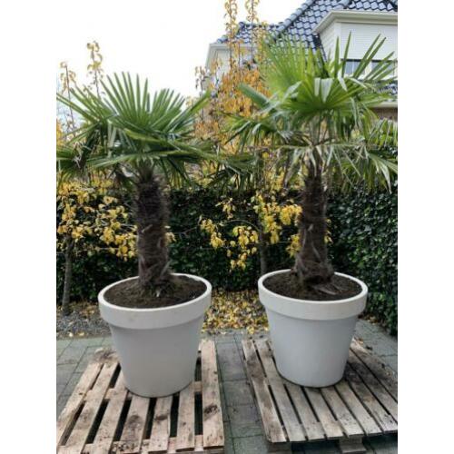 2x palmboom winterhard