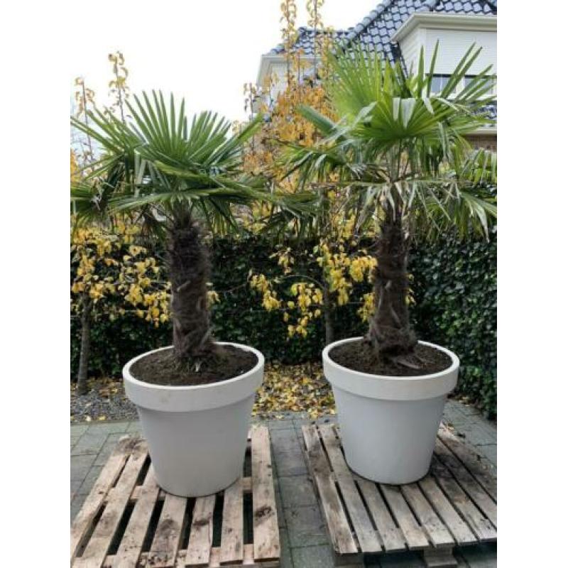 2x palmboom winterhard