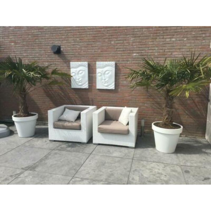 2x palmboom winterhard