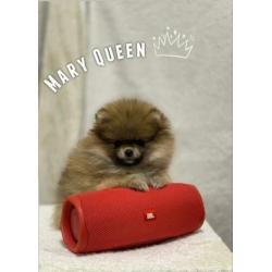 Pomeranian / Pomeriaan / dwergkees teefje met FCI