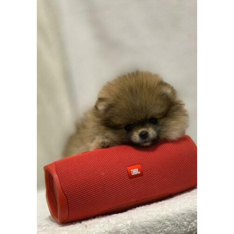Pomeranian / Pomeriaan / dwergkees teefje met FCI