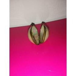 Franse antieke moeder van de parel shell