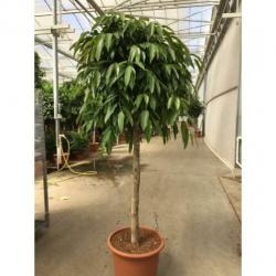 Ficus 'amstel King' 240-250cm - Spiraal Stam art13048