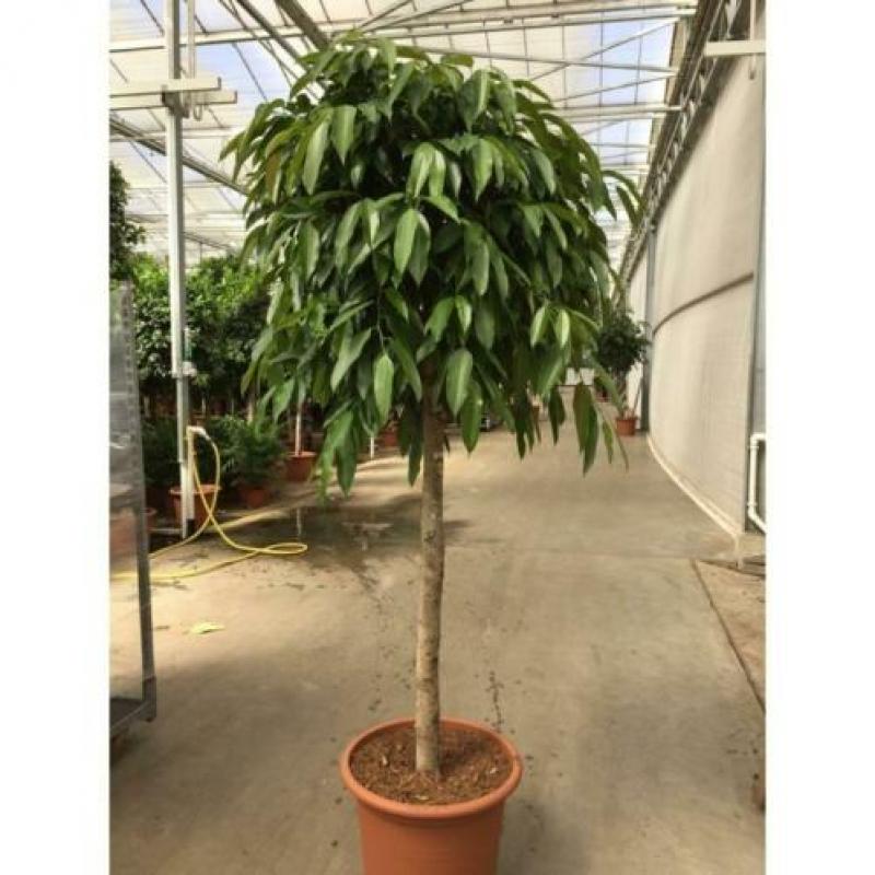 Ficus 'amstel King' 240-250cm - Spiraal Stam art13048