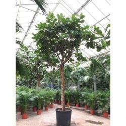 Ficus Lyrata - Vioolplant 640-650cm art26764