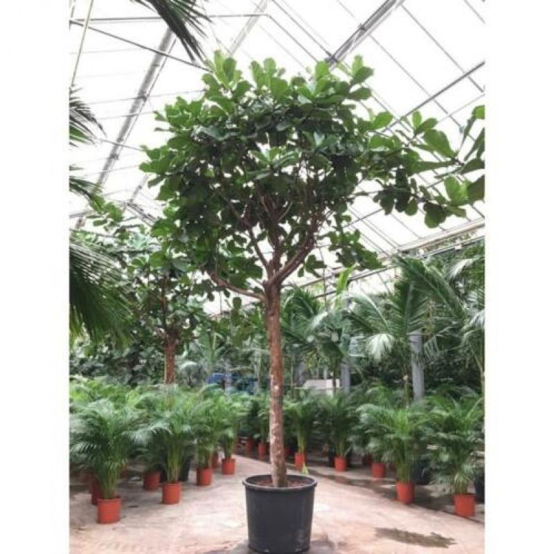 Ficus Lyrata - Vioolplant 640-650cm art26764