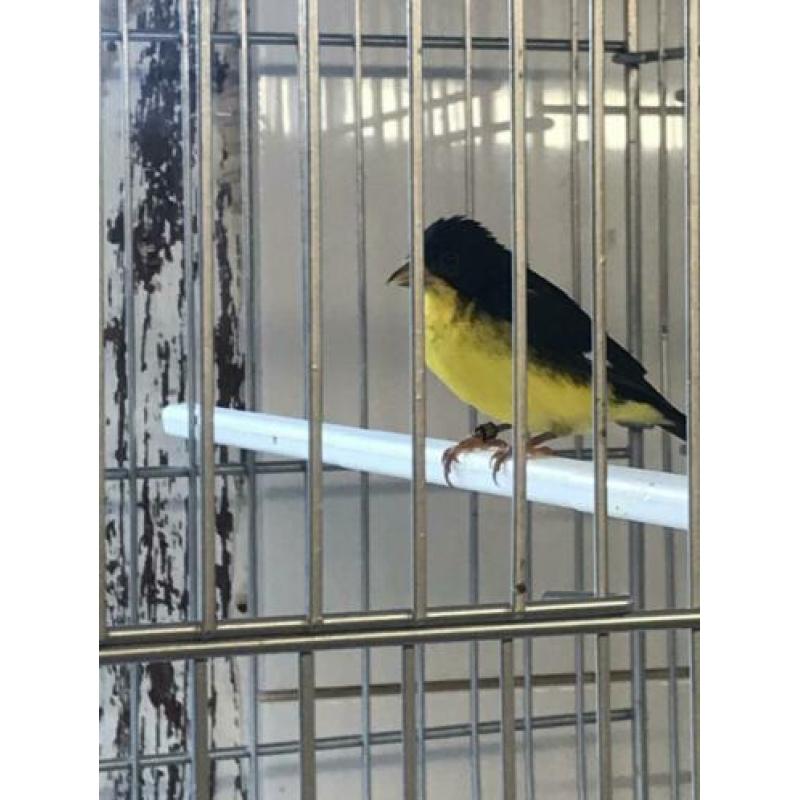 Te koop gevraagd veel soorten vogels