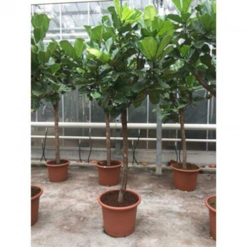 Ficus Lyrata - Vioolplant 640-650cm art26764
